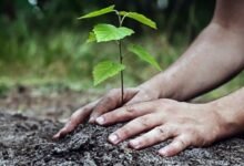 انطلاق أكبر حملة وطنية للتشجير في الجزائر