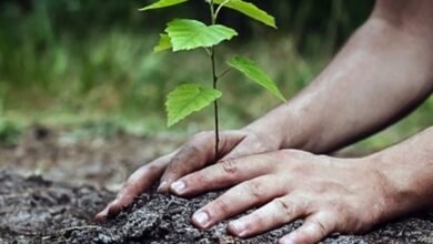 انطلاق أكبر حملة وطنية للتشجير في الجزائر