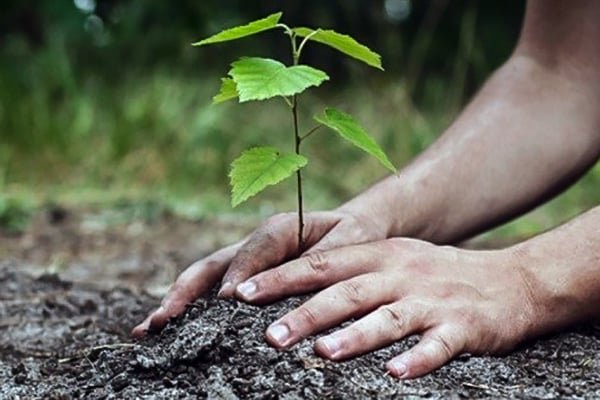انطلاق أكبر حملة وطنية للتشجير في الجزائر