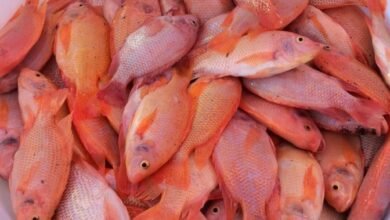 وزارة الفلاحة تطلق منصة رقمية لتسويق سمك البلطي الأحمر