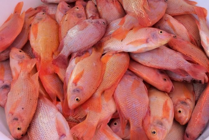 وزارة الفلاحة تطلق منصة رقمية لتسويق سمك البلطي الأحمر