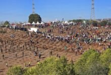 حملة كبرى لغرس 5 ملايين شجرة