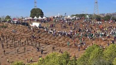 حملة كبرى لغرس 5 ملايين شجرة