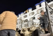 سكيكدة: وصول شحنة من الأغنام قادمة من رومانيا