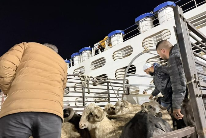 سكيكدة: وصول شحنة من الأغنام قادمة من رومانيا