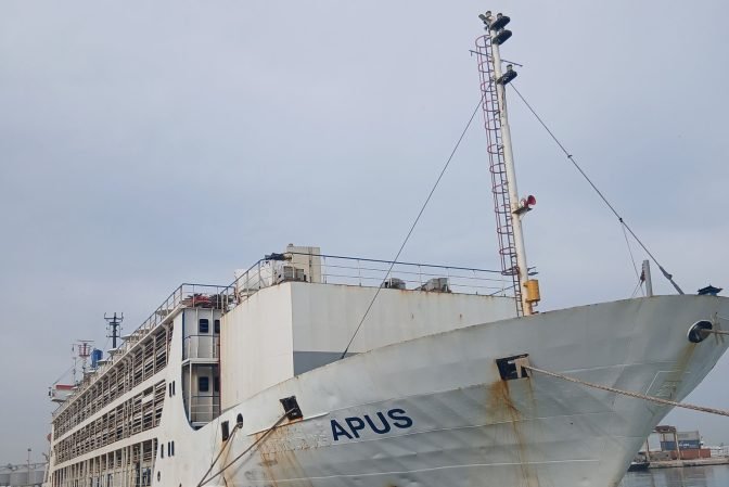 وصول شحنة جديدة من الأغنام المستوردة