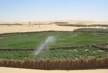 ربط أزيد من 100 ألف مستثمرة فلاحية بالشبكة الكهربائية