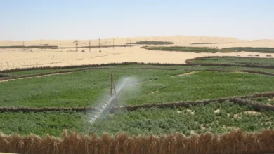 ربط أزيد من 100 ألف مستثمرة فلاحية بالشبكة الكهربائية