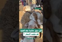 🎥شاهد بالفيديو ... أول سوق ماشية بعد عيد الأضحى ... كم بلغت الأسعار؟ 🐑💰