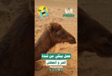 🎥شاهد بالفيديو ... جمل 🐪 يبكي من شدة الحر والعطش 😭💔 في وسط الصحراء