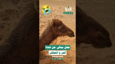 🎥شاهد بالفيديو ... جمل 🐪 يبكي من شدة الحر والعطش 😭💔 في وسط الصحراء