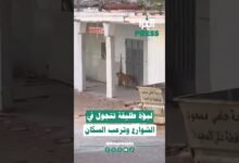 🎥شاهد بالفيديو ... لبؤة 🐆 طليقة تجوب شوارع حاسي مسعود وتربك السكان 😱⁉
