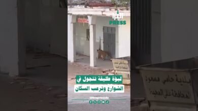 🎥شاهد بالفيديو ... لبؤة 🐆 طليقة تجوب شوارع حاسي مسعود وتربك السكان 😱⁉