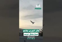 🎥شاهد بالفيديو ... طائر النورس يهاجم شيخ بشكل غريب 😱⁉️
