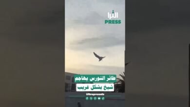 🎥شاهد بالفيديو ... طائر النورس يهاجم شيخ بشكل غريب 😱⁉️