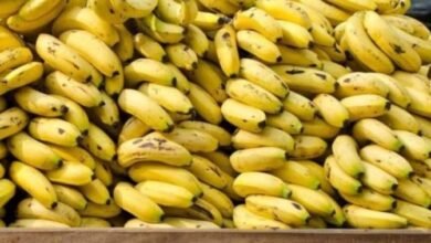 الشلف : ضبط كمية معتبرة من الموز وتوقيف مشتبه فيه