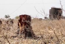 الحرب تلتهم غابات السودان ومبادرات لاستعادة "الخرطوم الخضراء"