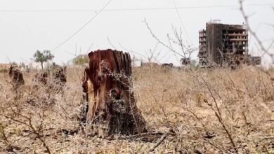 الحرب تلتهم غابات السودان ومبادرات لاستعادة "الخرطوم الخضراء"