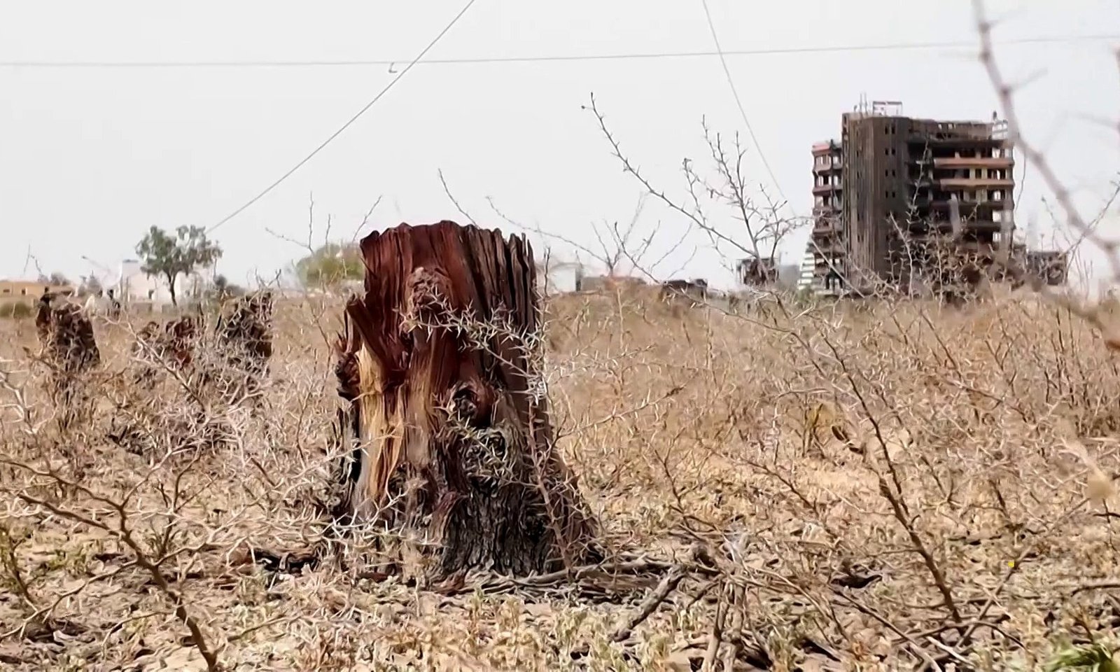 الحرب تلتهم غابات السودان ومبادرات لاستعادة "الخرطوم الخضراء"